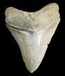 Very Sharp Megalodon Tooth #4979-1